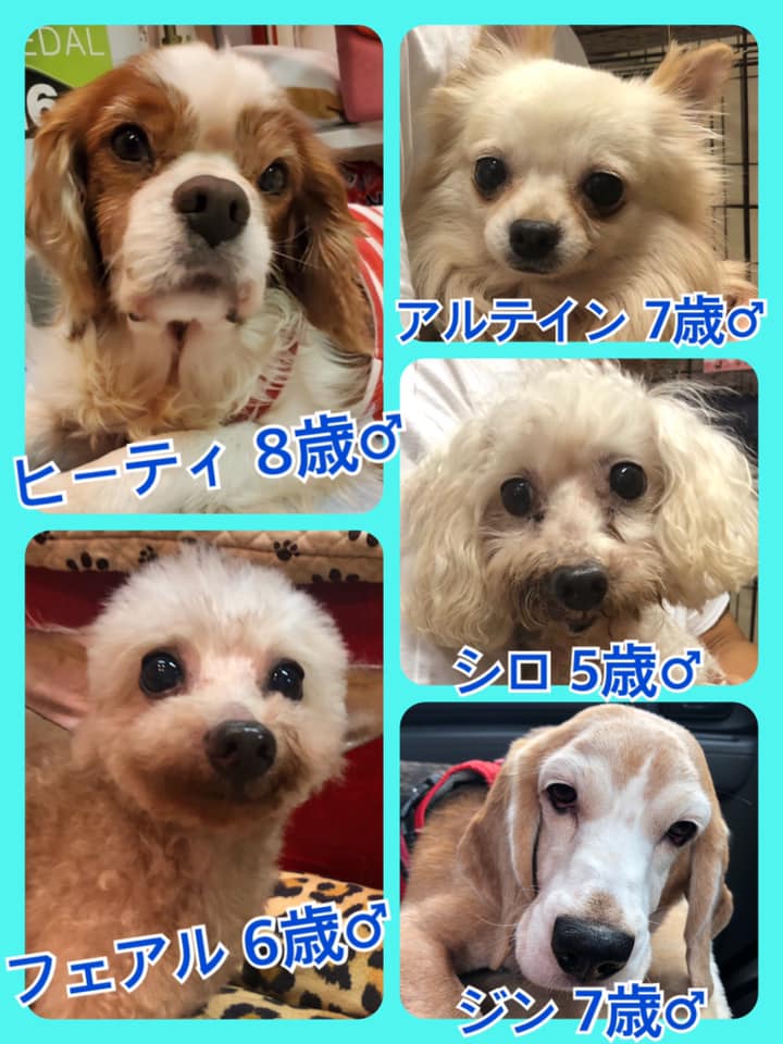 🐾今日の里親様募集中ワンコ🐶メンバーです🐾2020,8,4